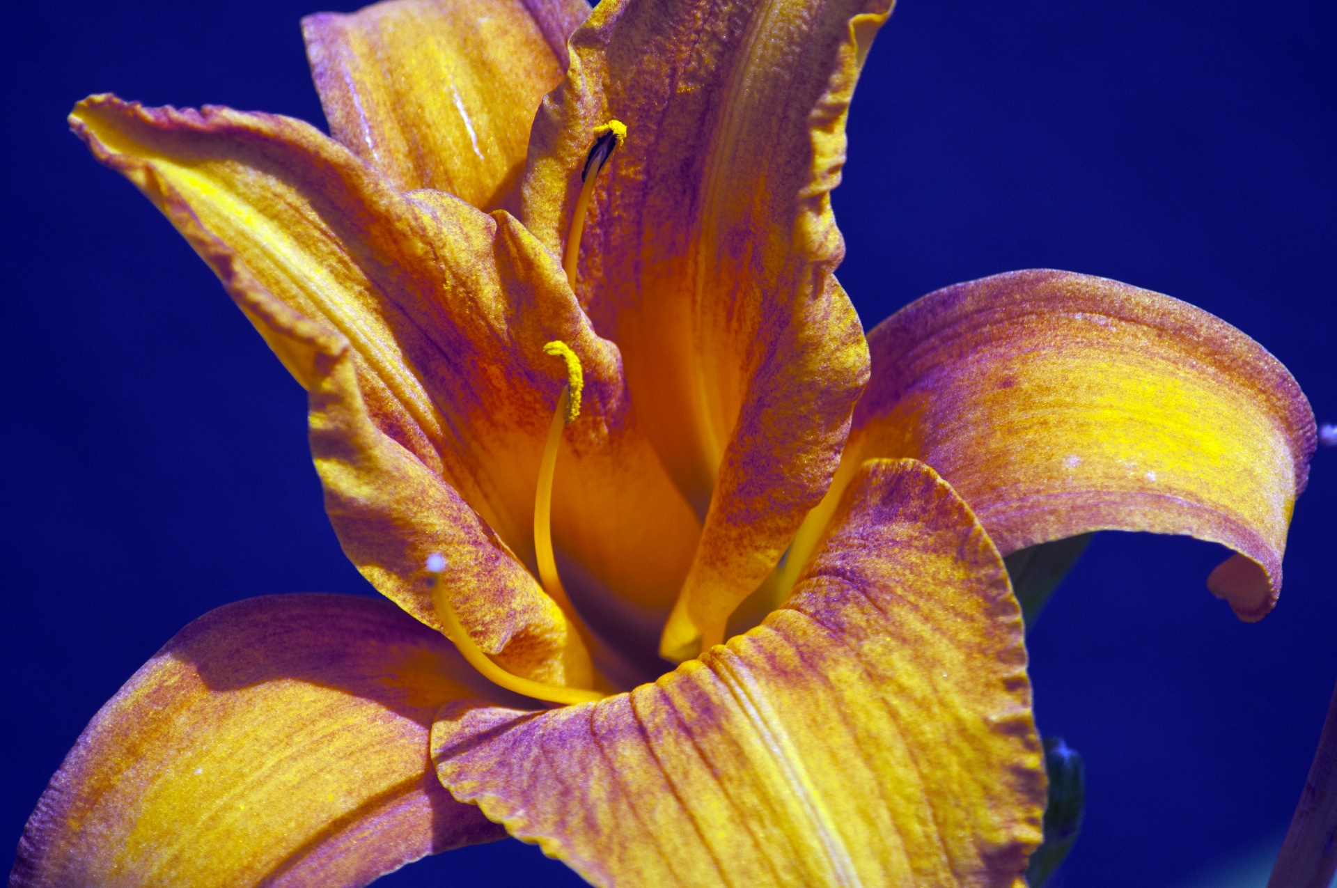 flower flowers iris free photo