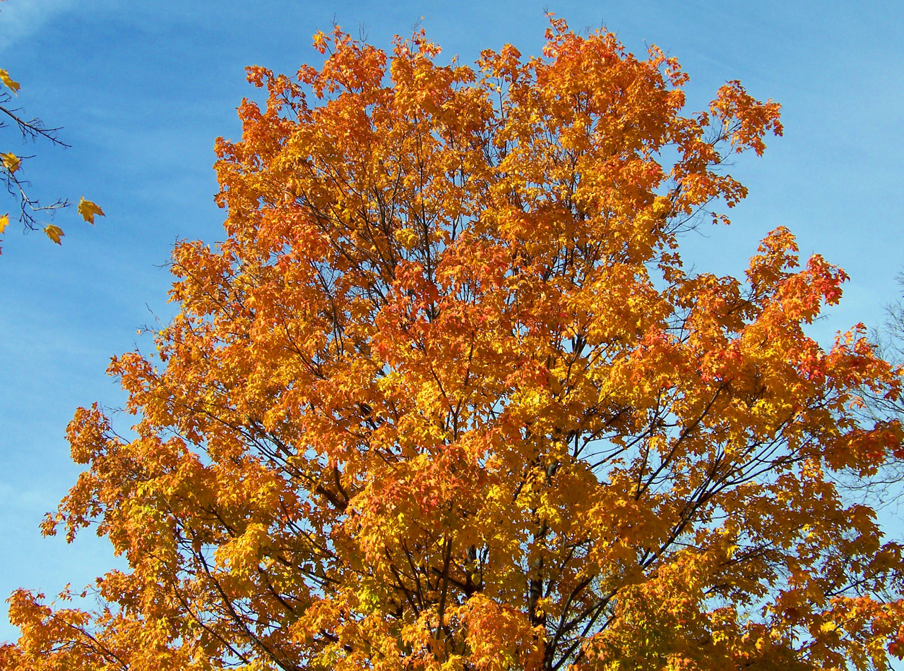 orange yellow maple free photo