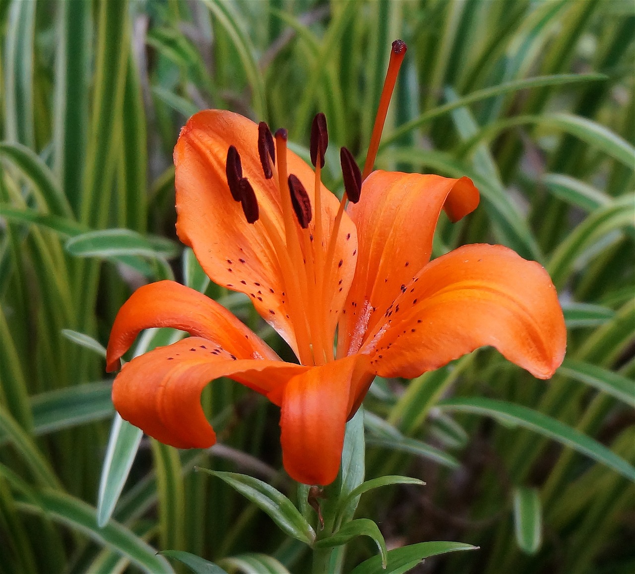 orange asiatic lily asiatic lily lily free photo