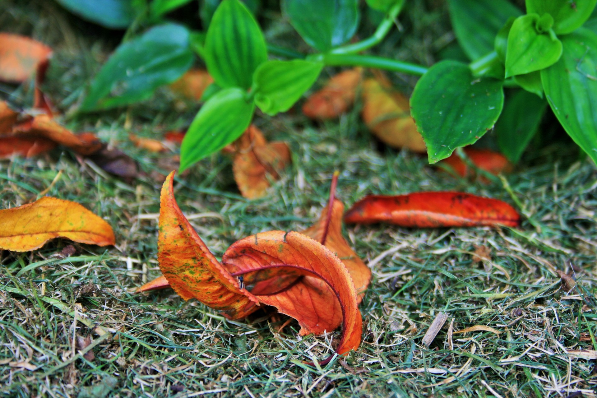 leaves fallen orange free photo