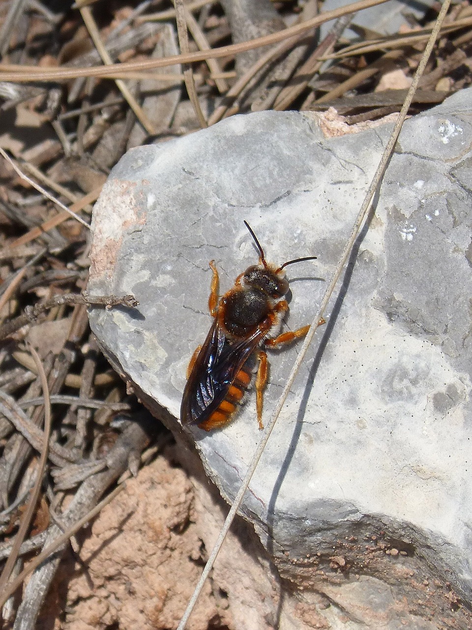 orange bee bee wasp free photo