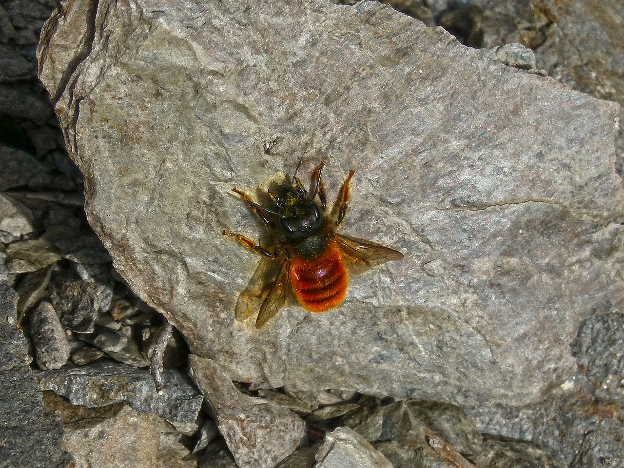 orange bee wasp bee free photo