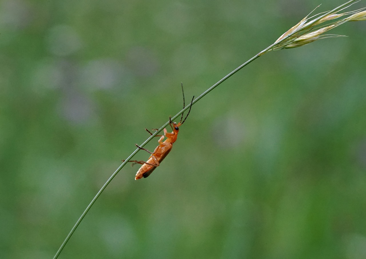 orange beetle meadow summer free photo