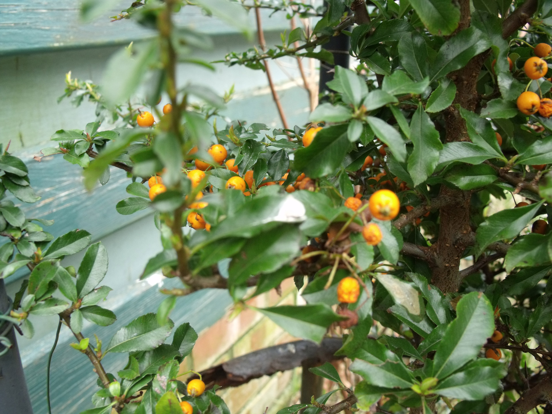 orange berries plants colours free photo