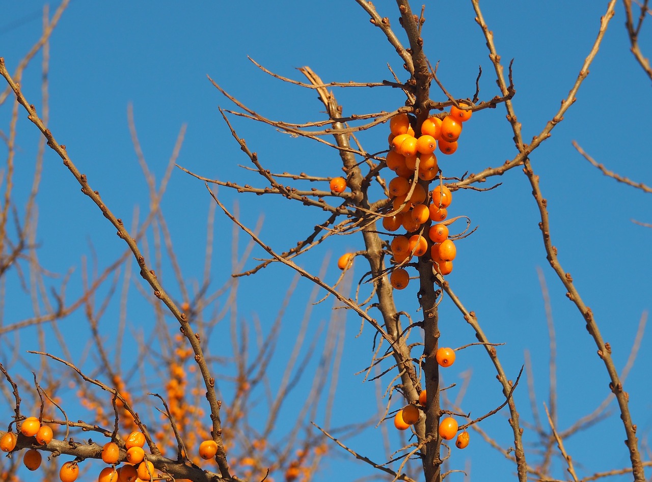 orange berries blue sky berries in winter free photo
