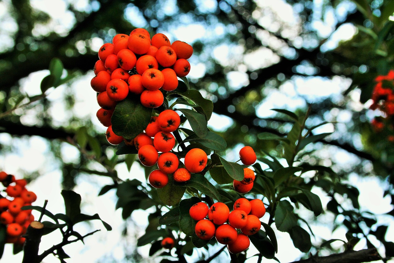 orange berries berries orange free photo