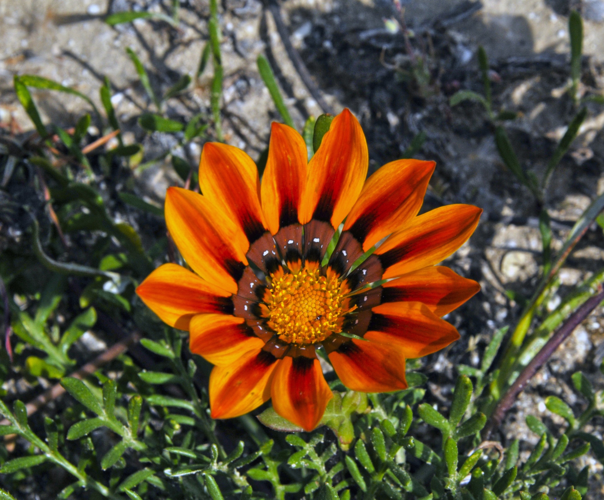 flower flowers orange free photo