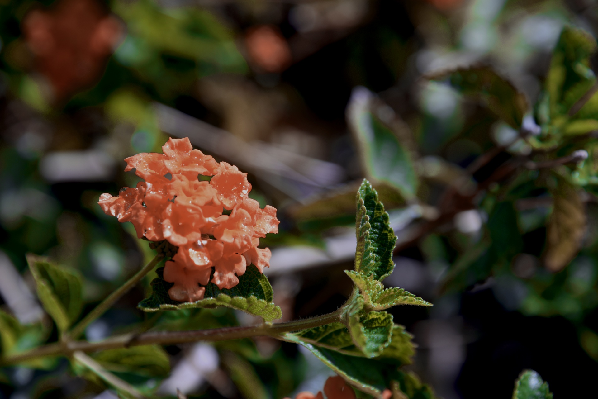 flower flowers orange free photo