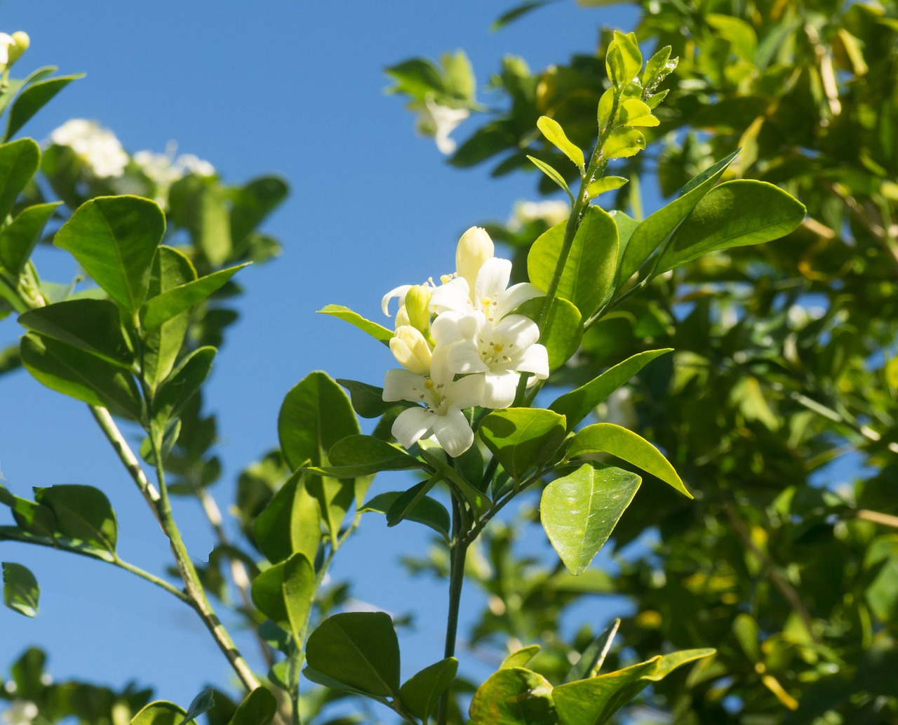 orange blossom key west florida free photo