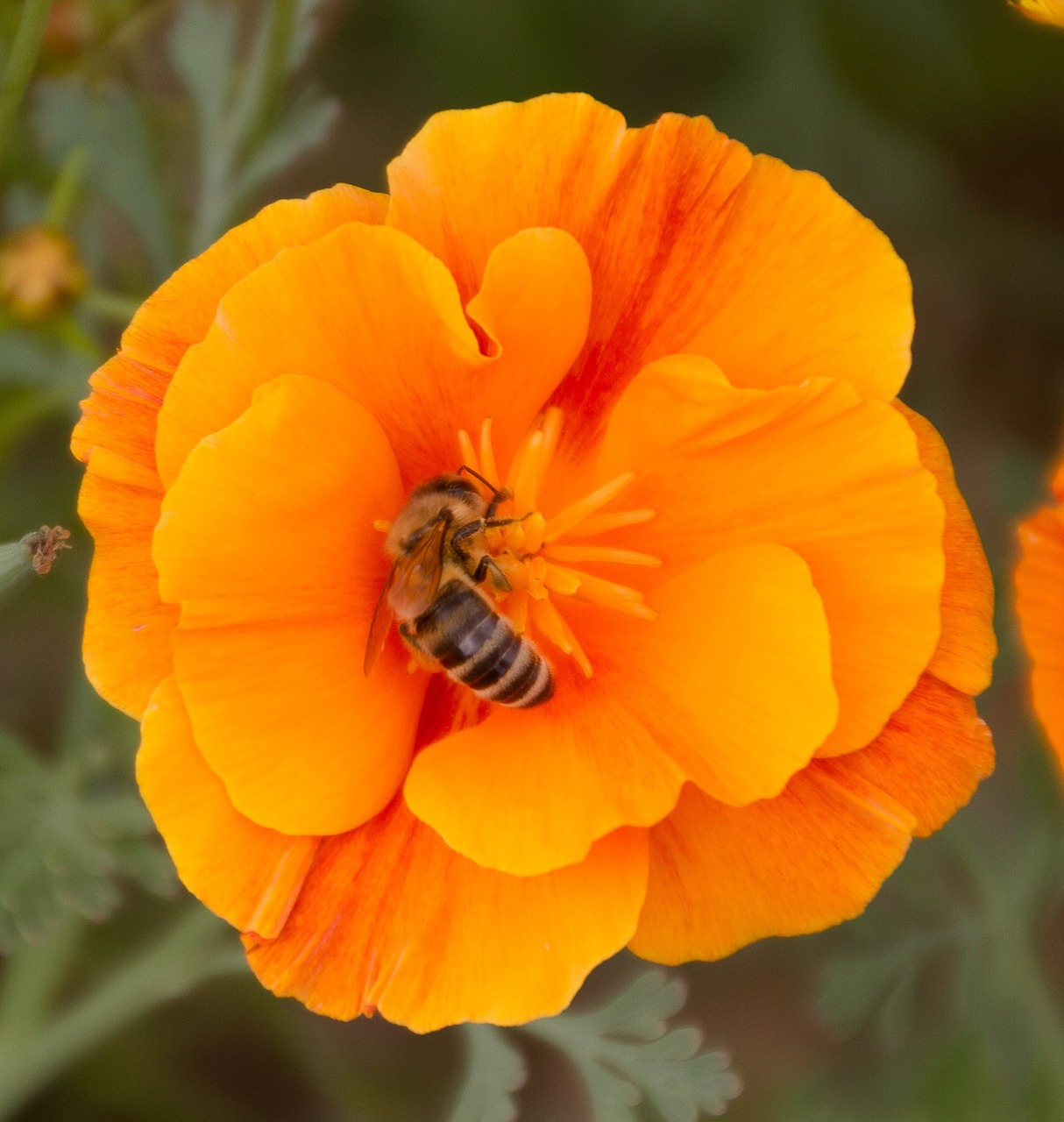 orange blossom bee nectar free photo