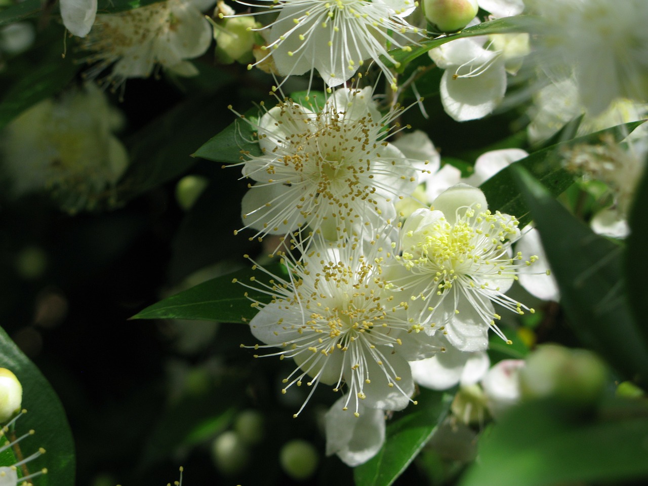 orange blossom flowers summer flowers free photo