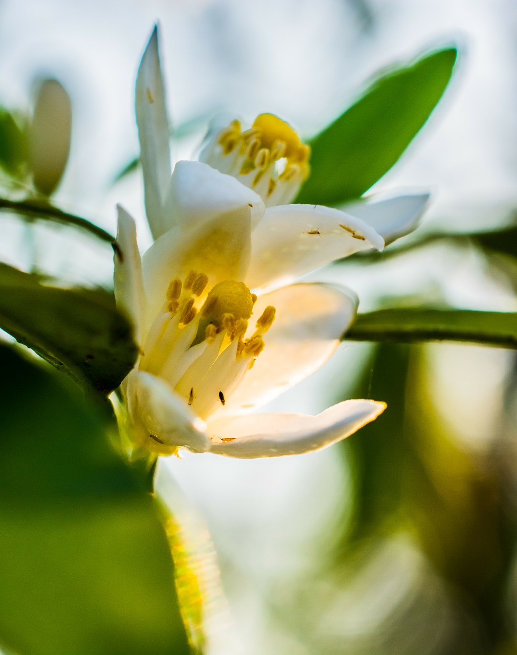 orange blossom blossom bloom free photo