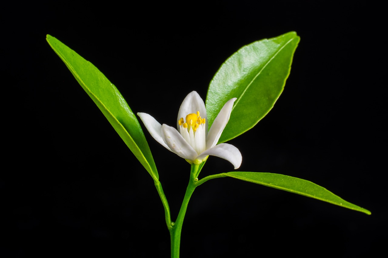 orange blossom small flower white free photo