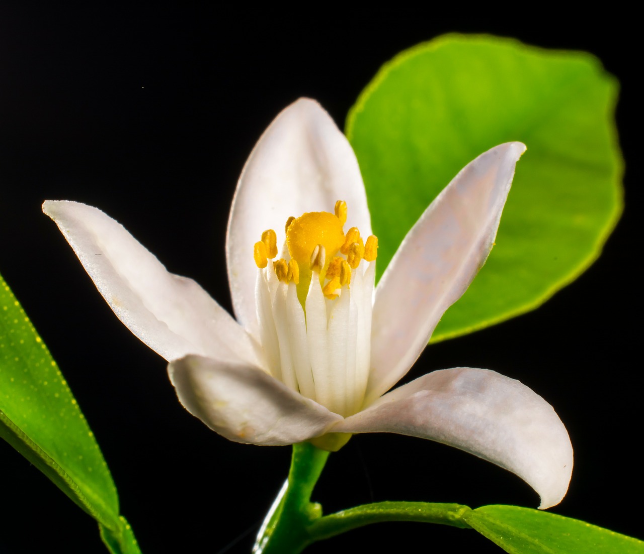 orange blossom small flower white free photo