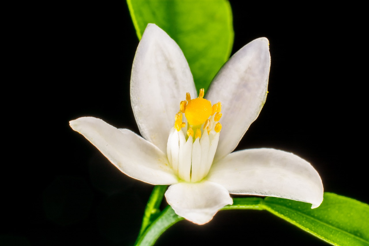 orange blossom small flower white free photo