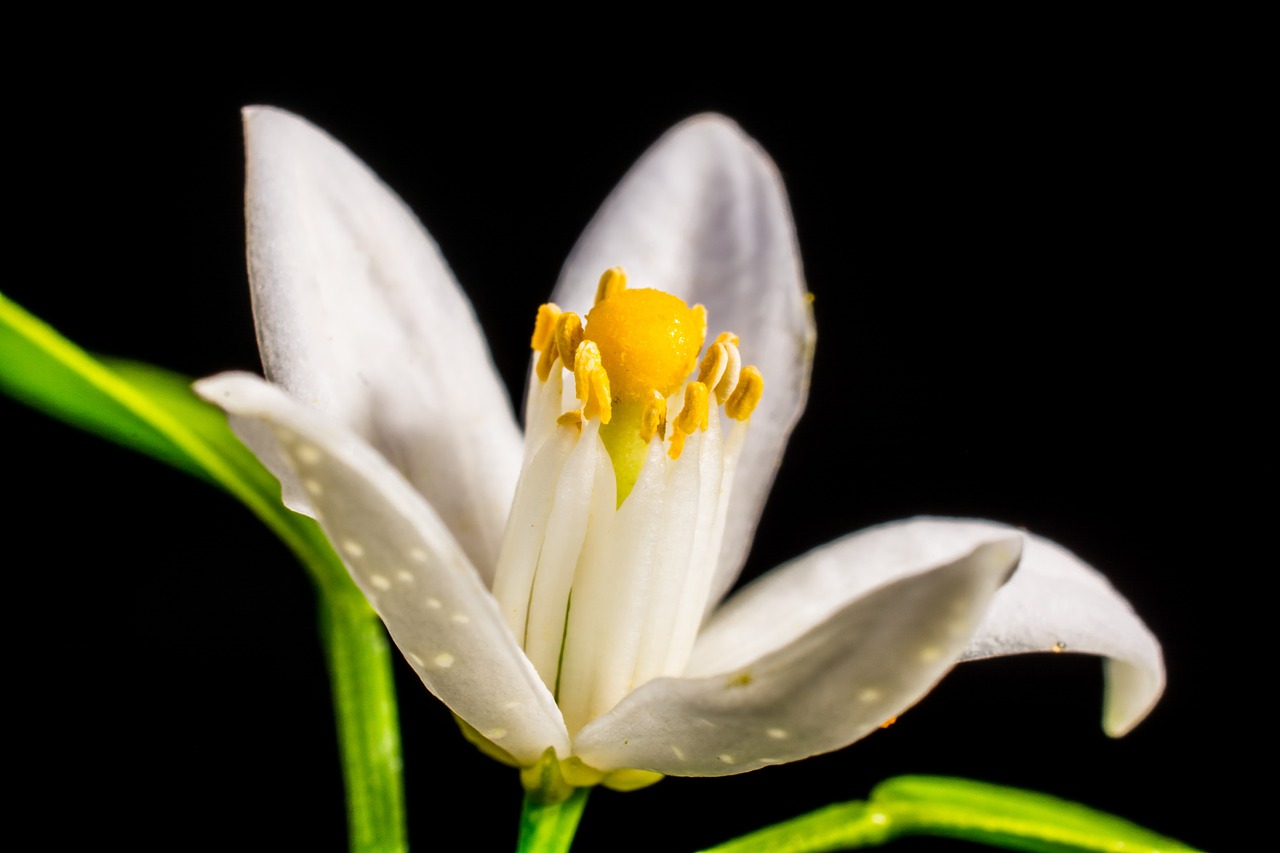 orange blossom small flower white free photo