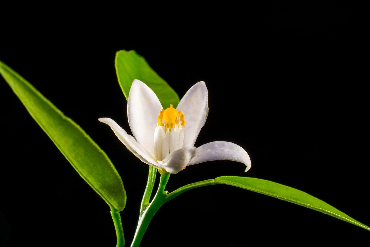 orange blossom small flower white free photo