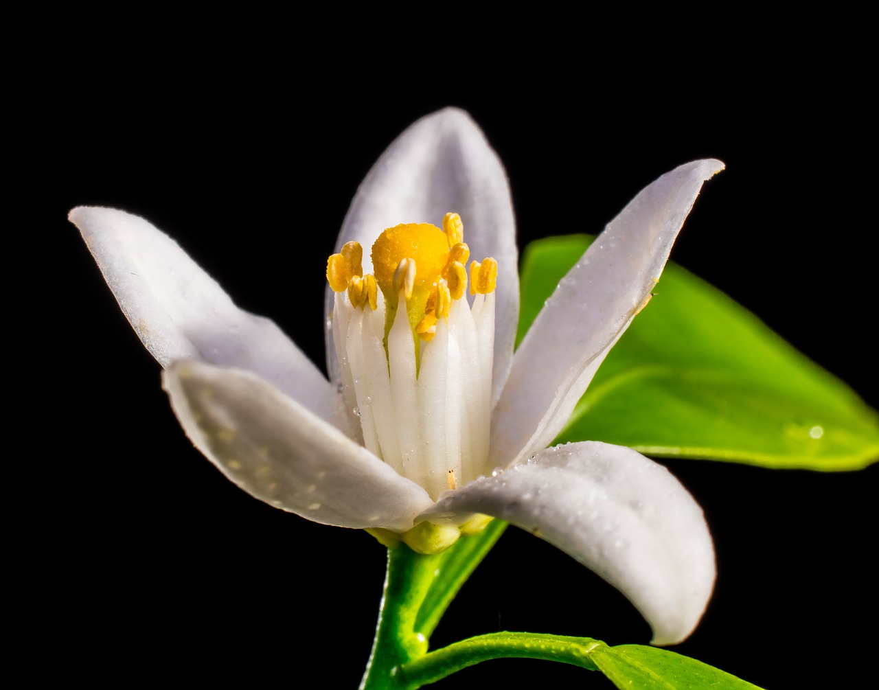 orange blossom small flower white free photo