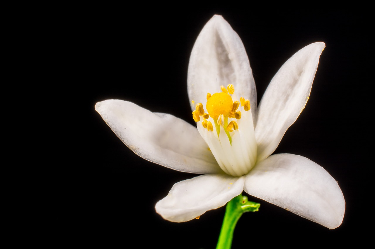 orange blossom small flower white free photo