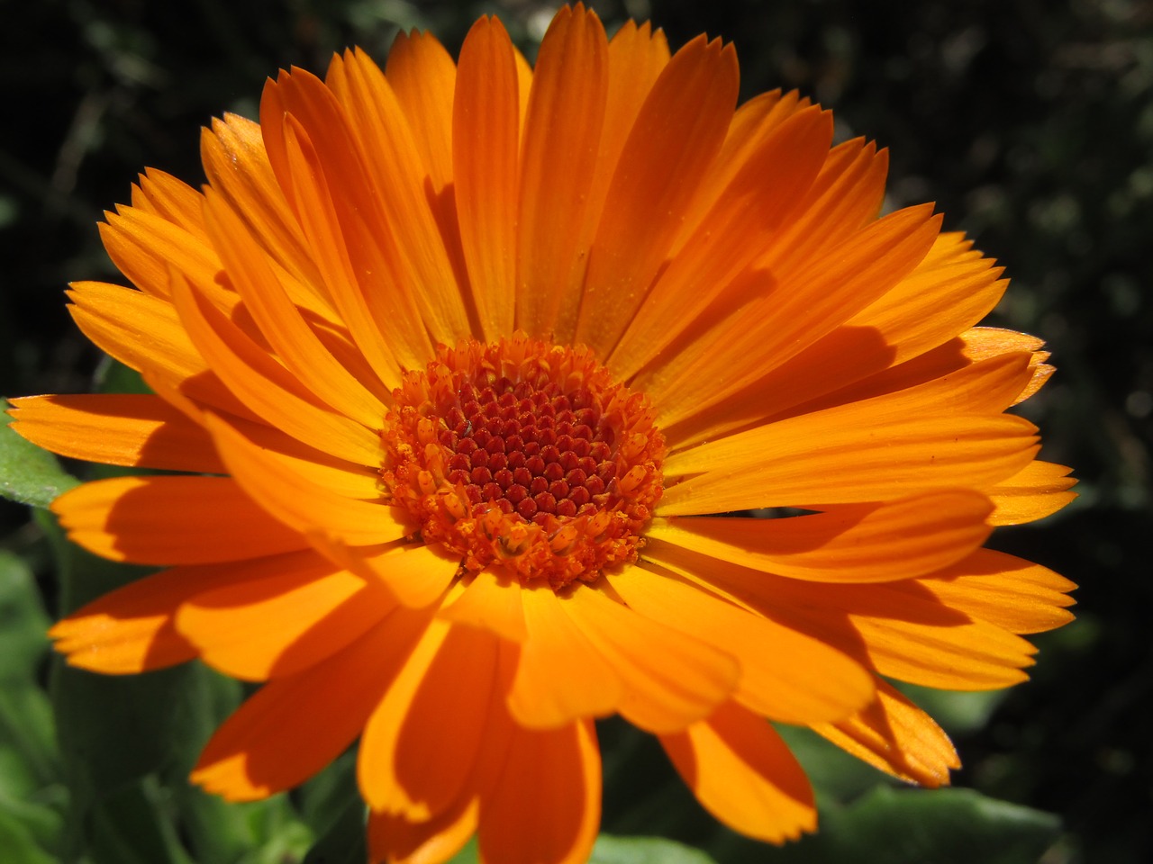 orange blossom  macro  zoom free photo