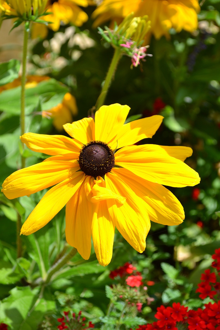 orange blossom orange flower free photo