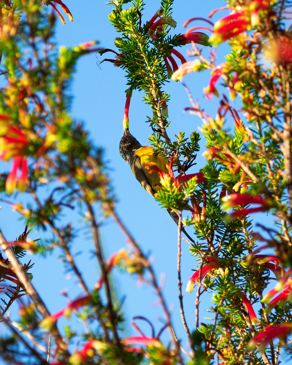 orange-breasted sunbird  bird  avian free photo