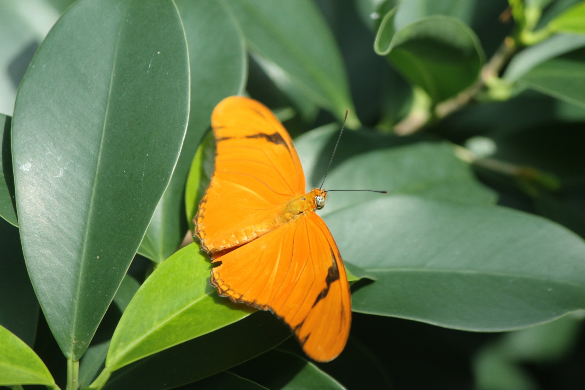 butterfly orange insect free photo