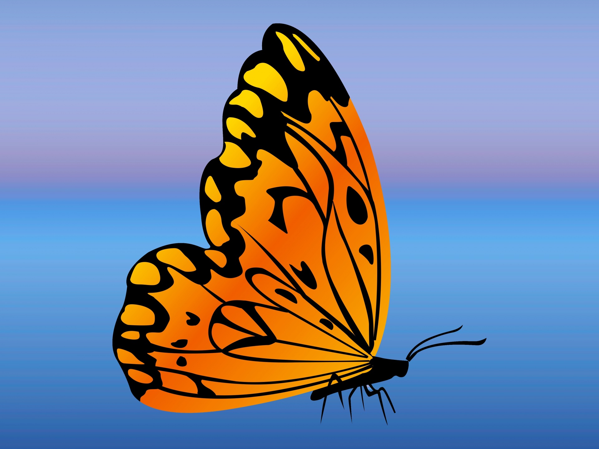 orange butterfly gradient free photo