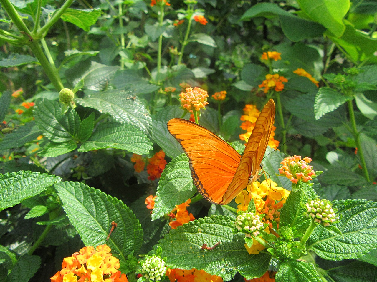 orange butterfly flower bug free photo
