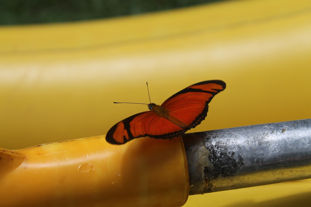 orange butterfly iron yellow free photo