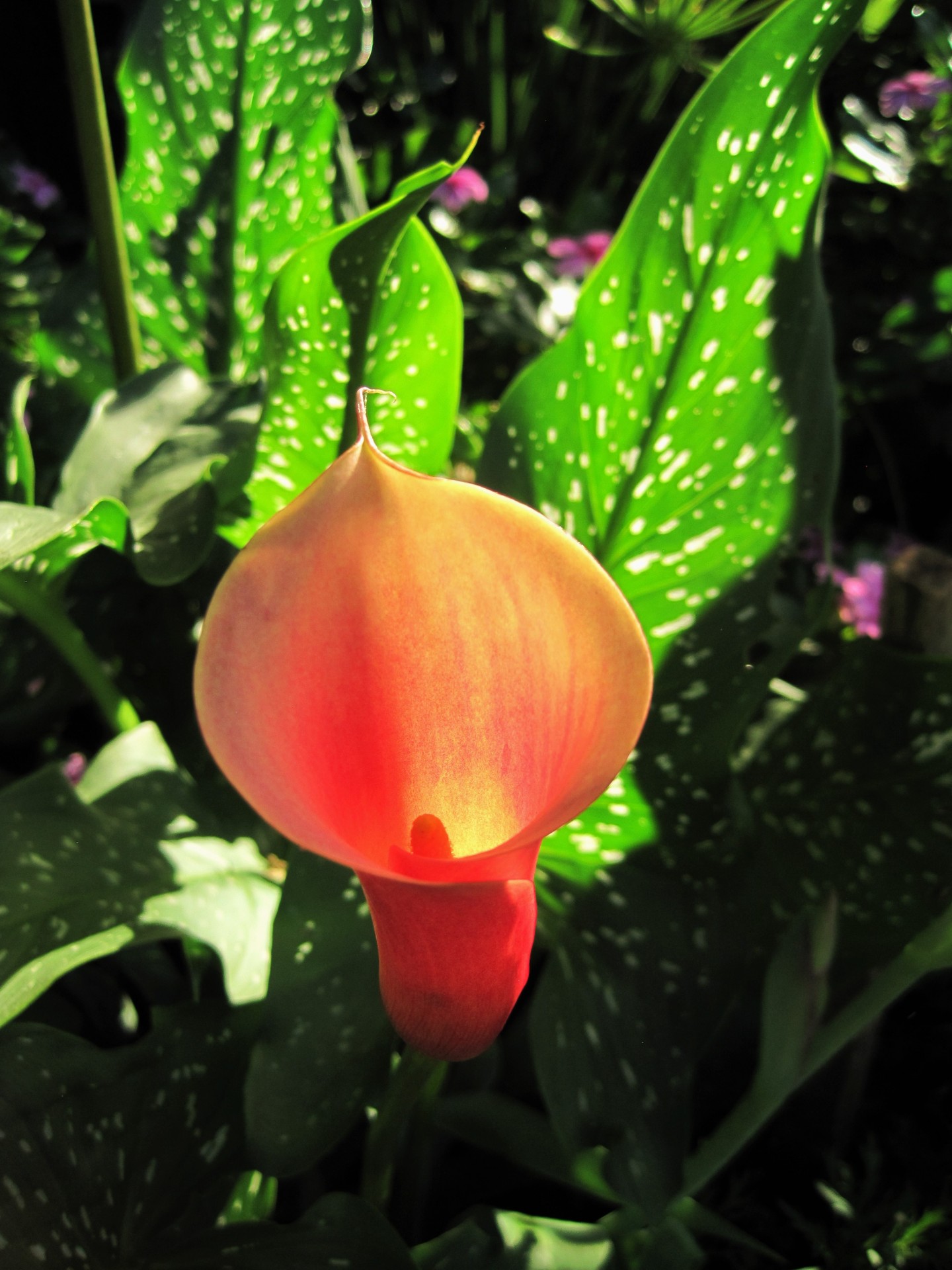 lily calla arum free photo