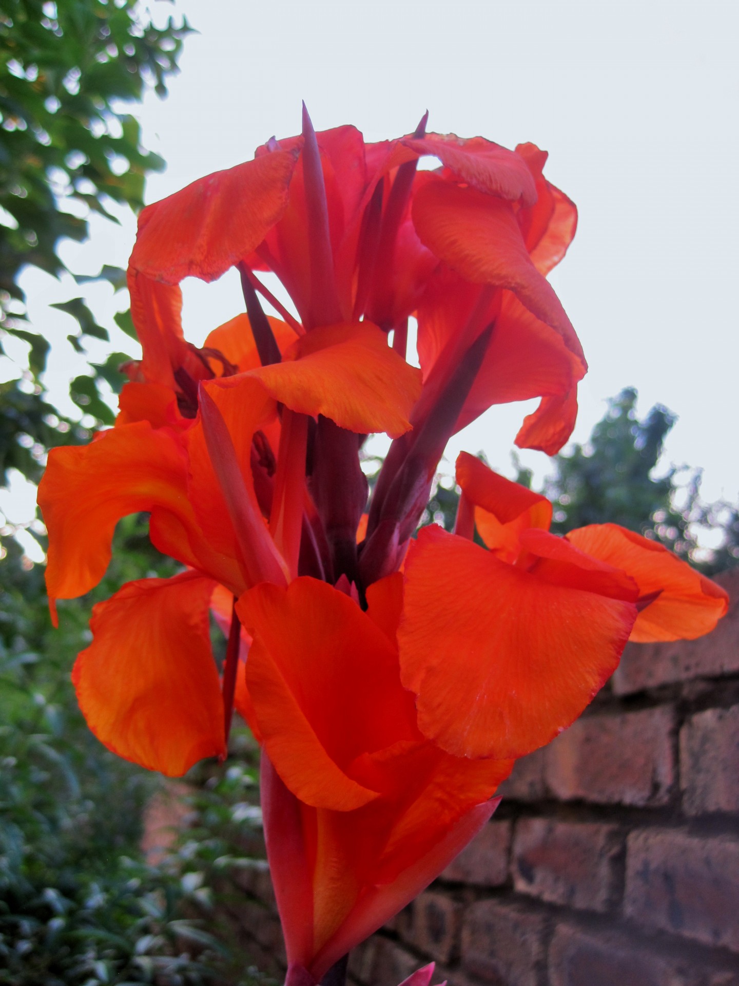 flower orange canna free photo