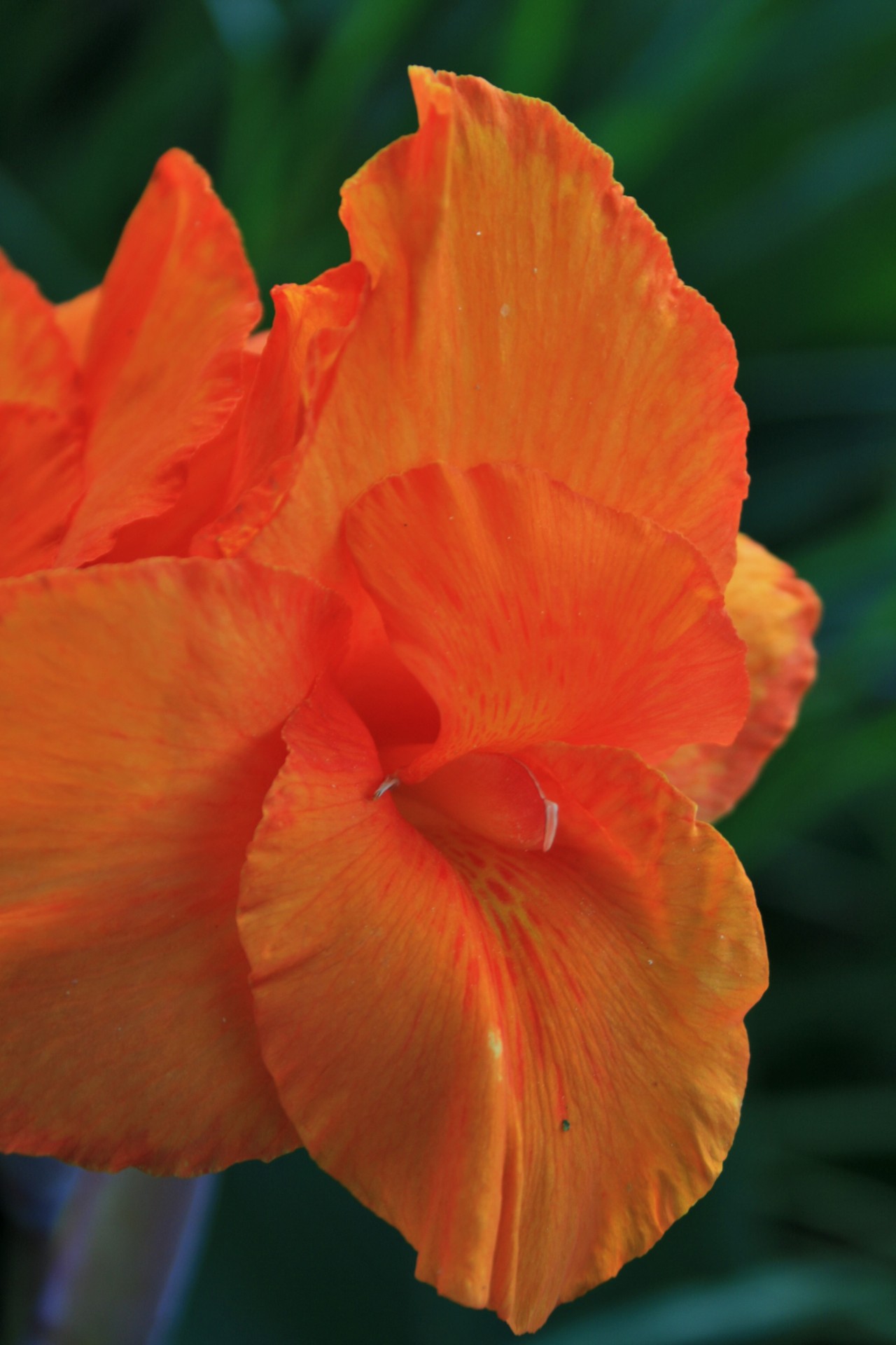 flower canna orange free photo