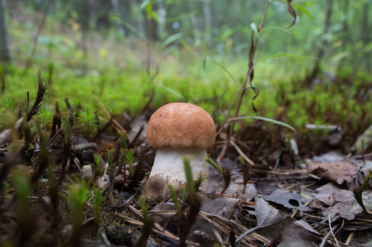 orange-cap boletus mushroom summer free photo