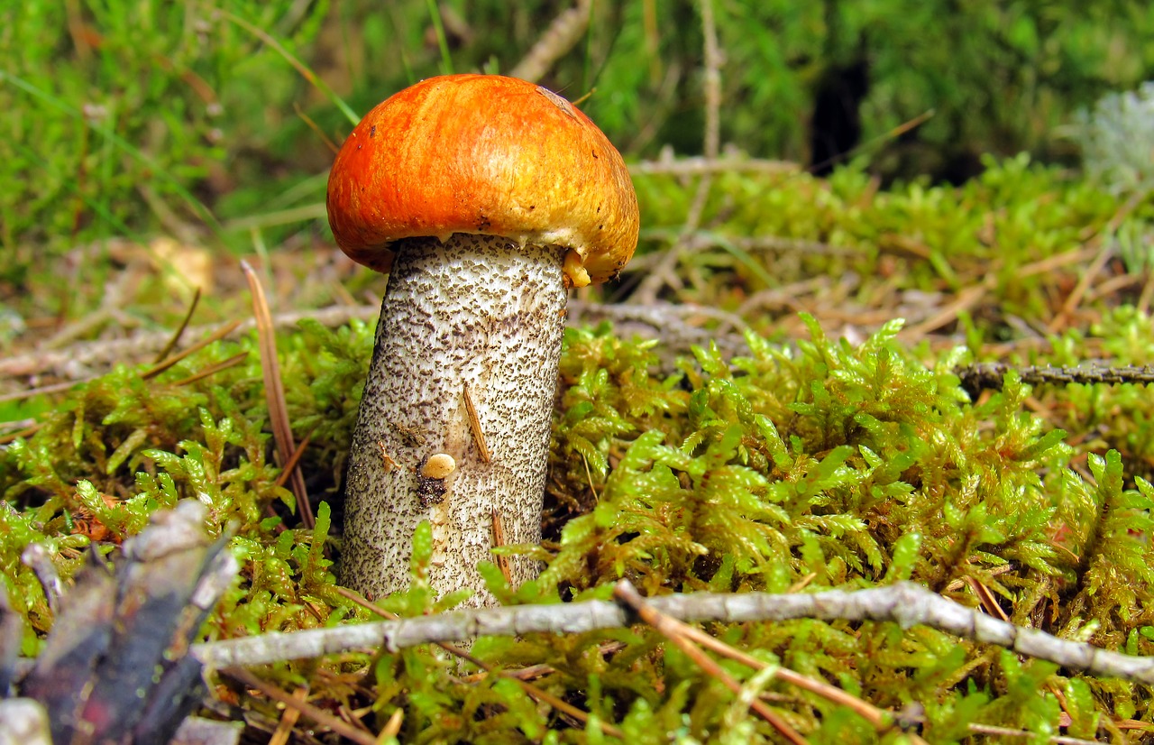 orange-cap boletus mushroom forest free photo