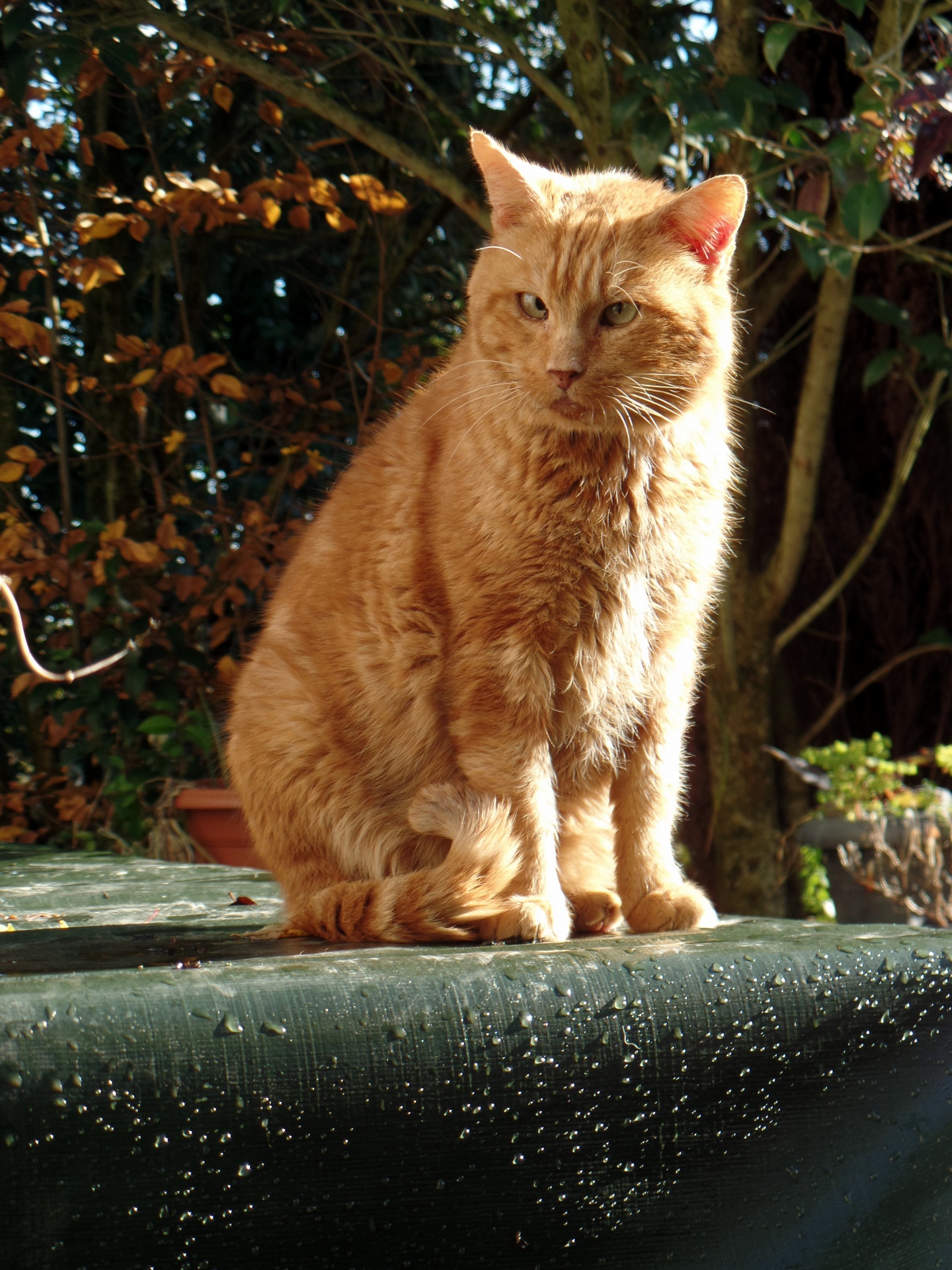 orange cat cat outdoors free photo