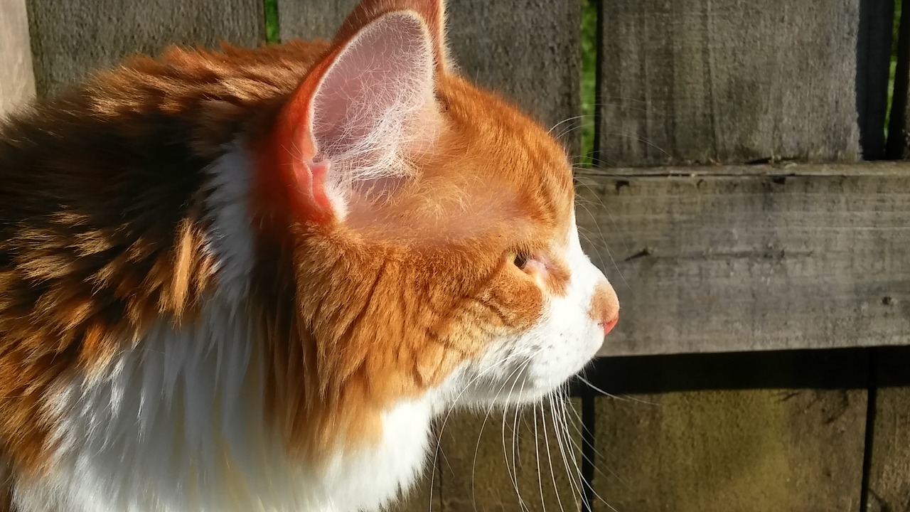 В профиль кот оранжевый