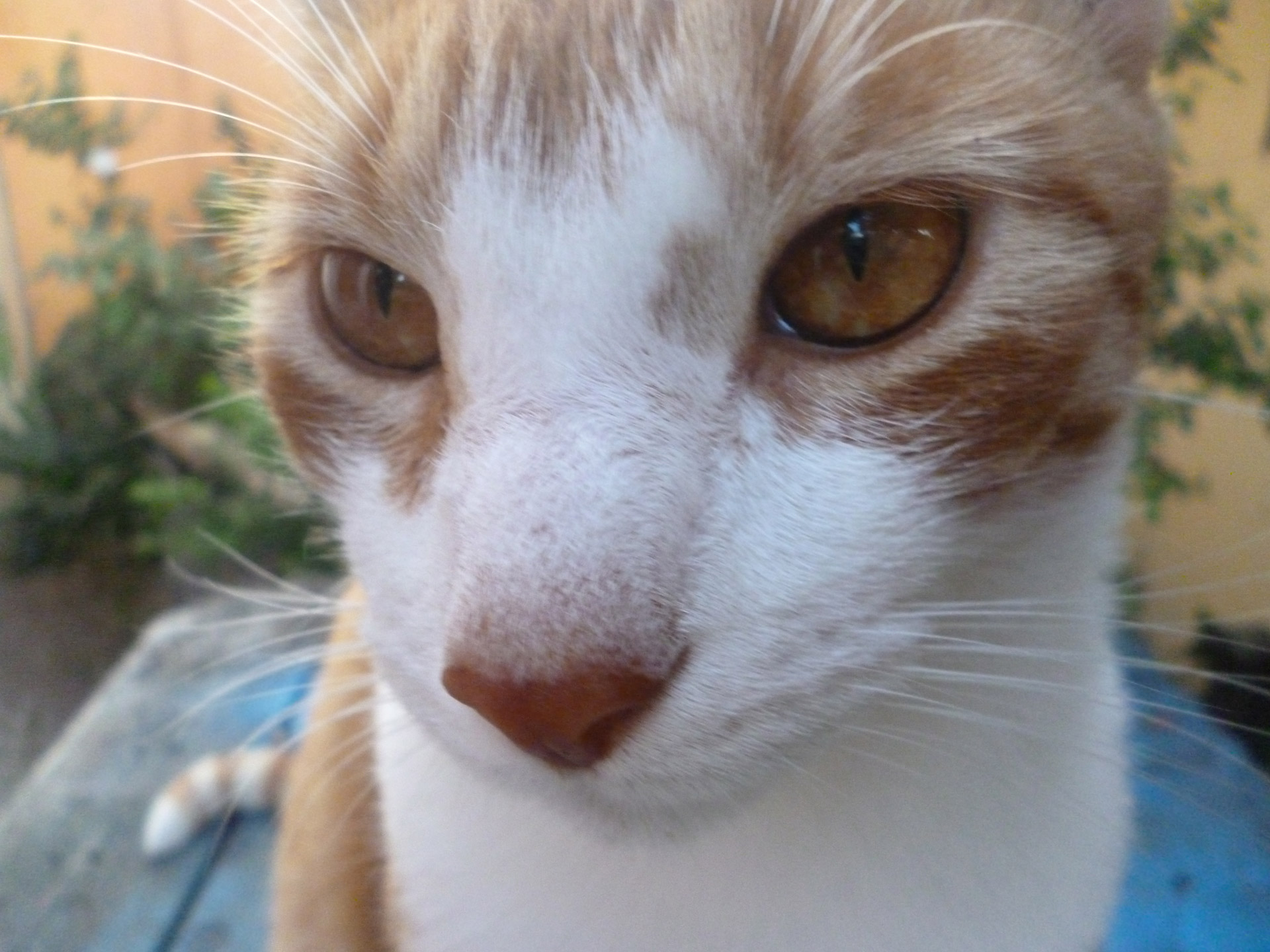 cat orange portrait free photo