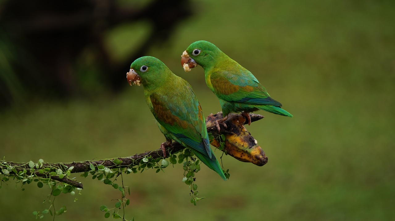 orange chinned parrots costa rica birds free photo