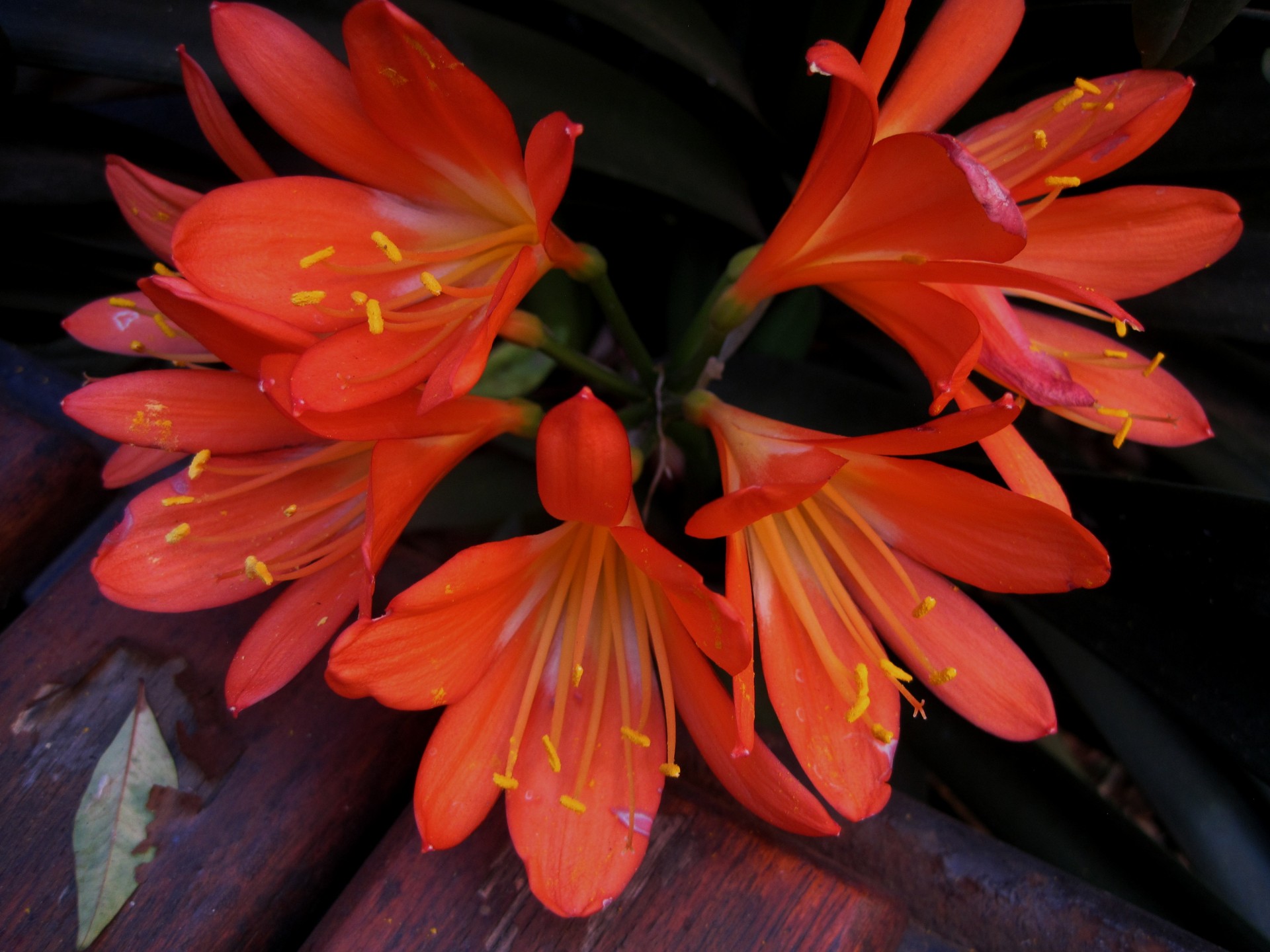 flowers orange lilies free photo