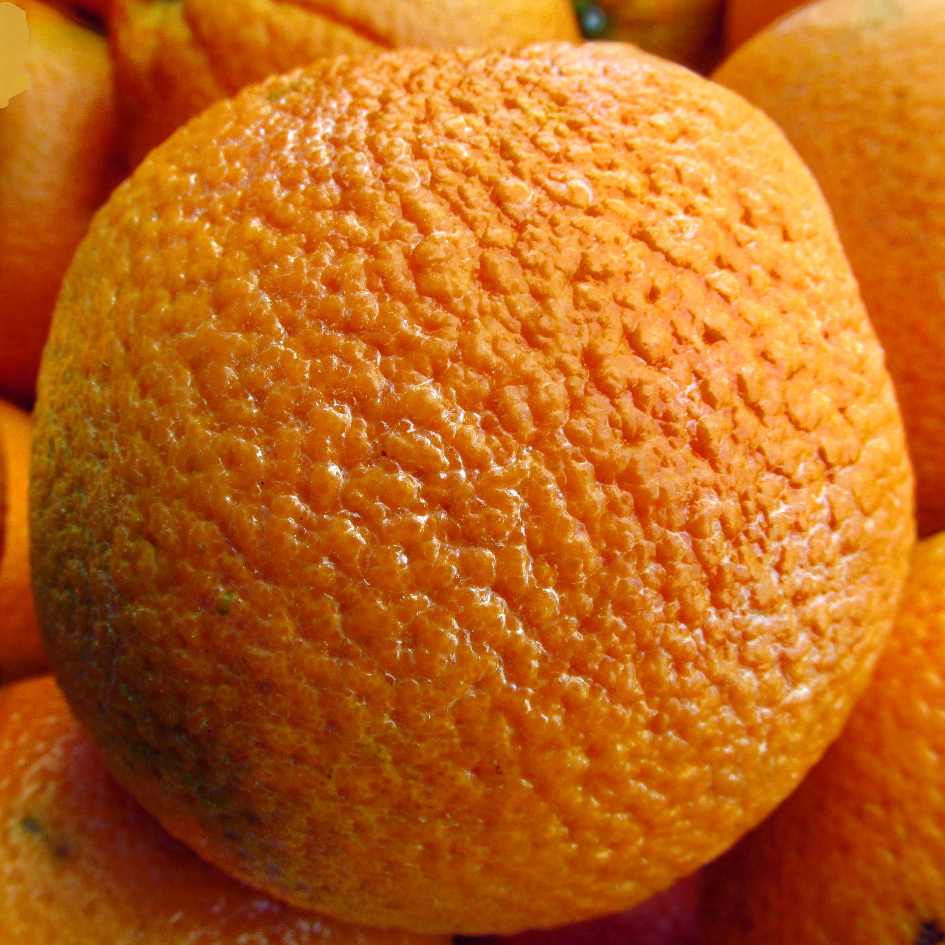orange oranges closeup free photo