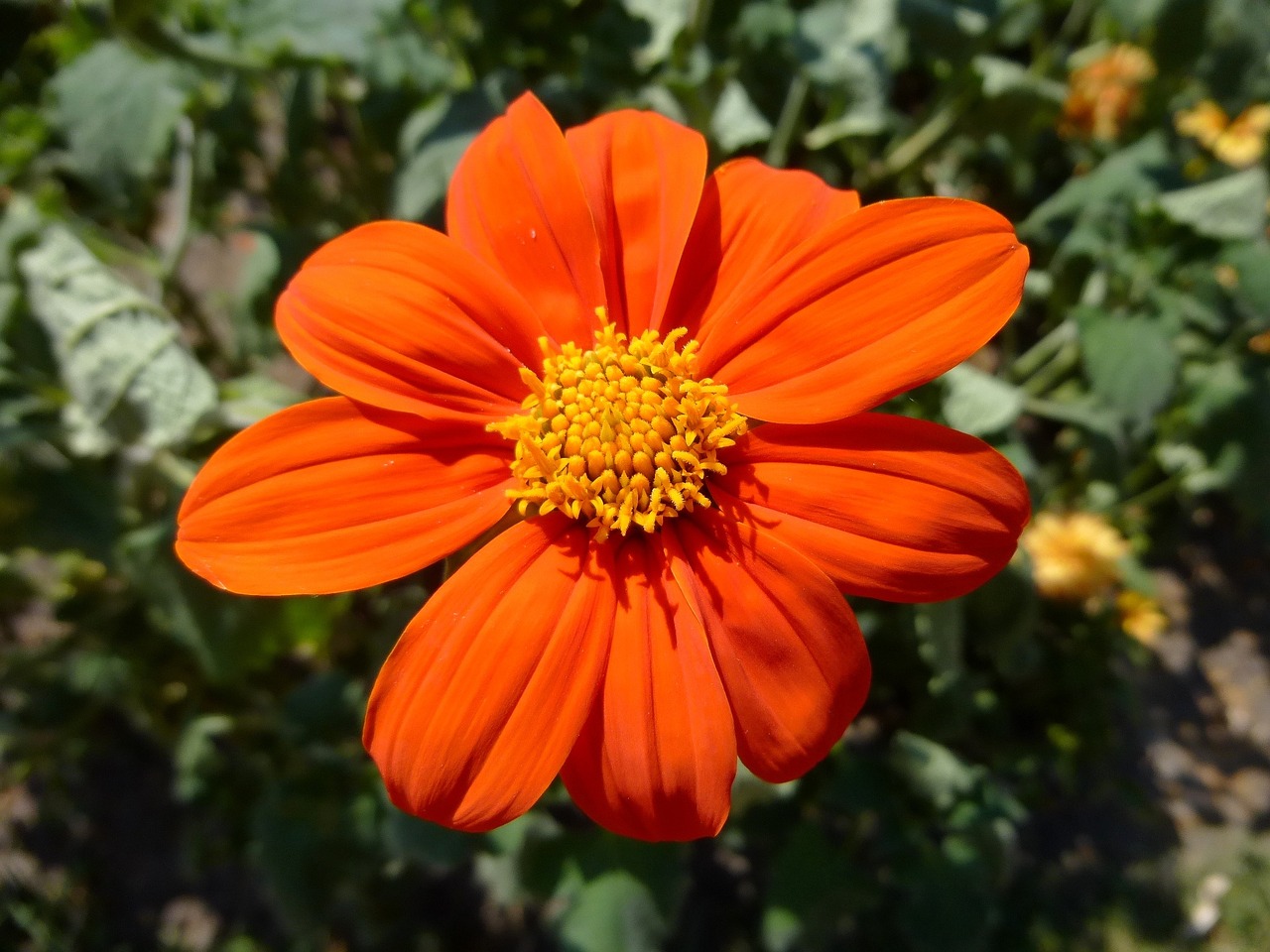orange color flower annual flowers free photo