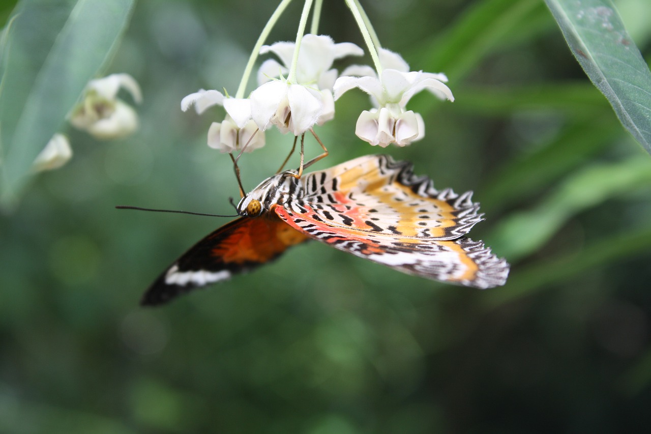 orange-colorful butterfly  butterfly  insect free photo