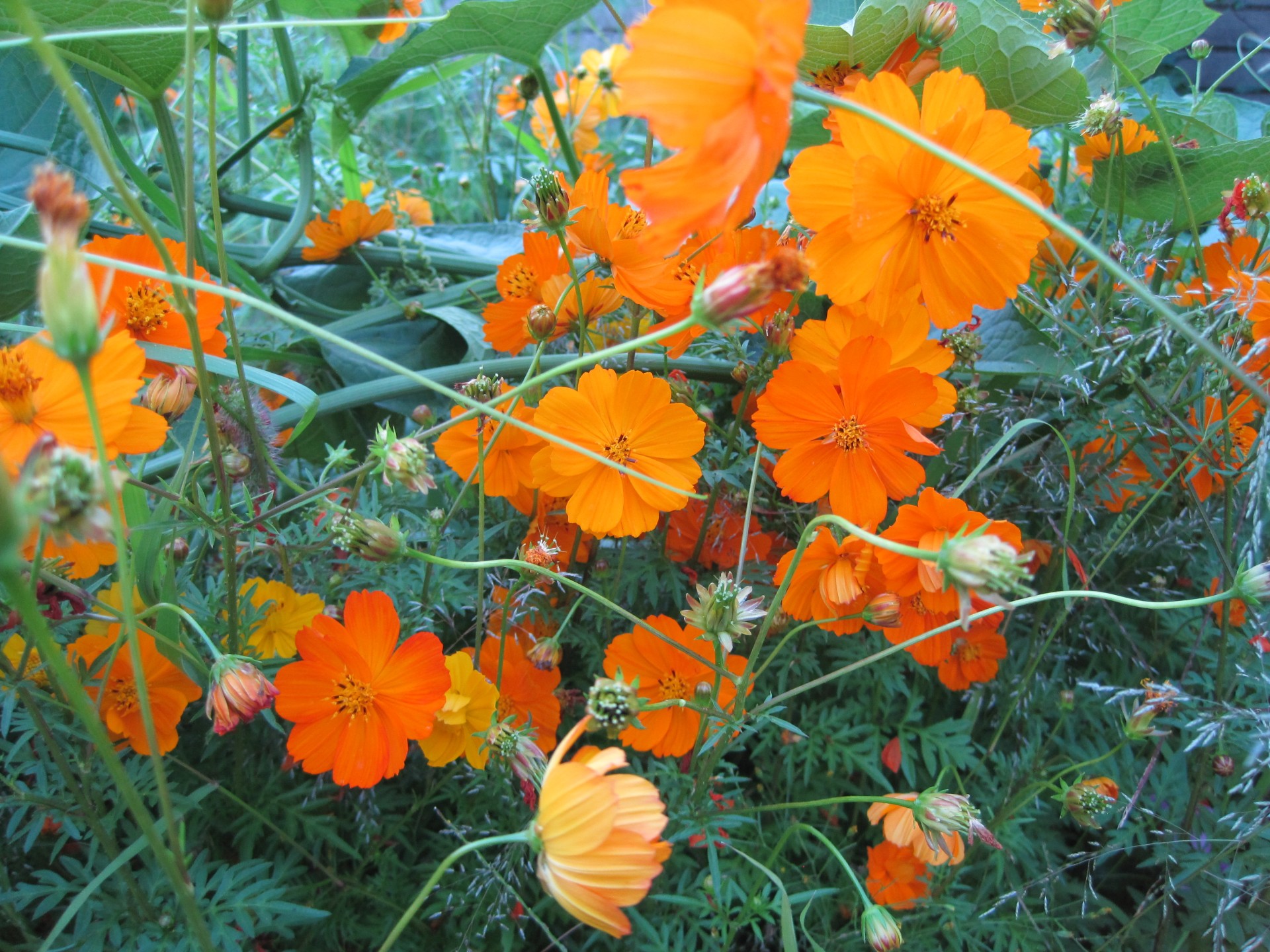 flowers orange bright free photo