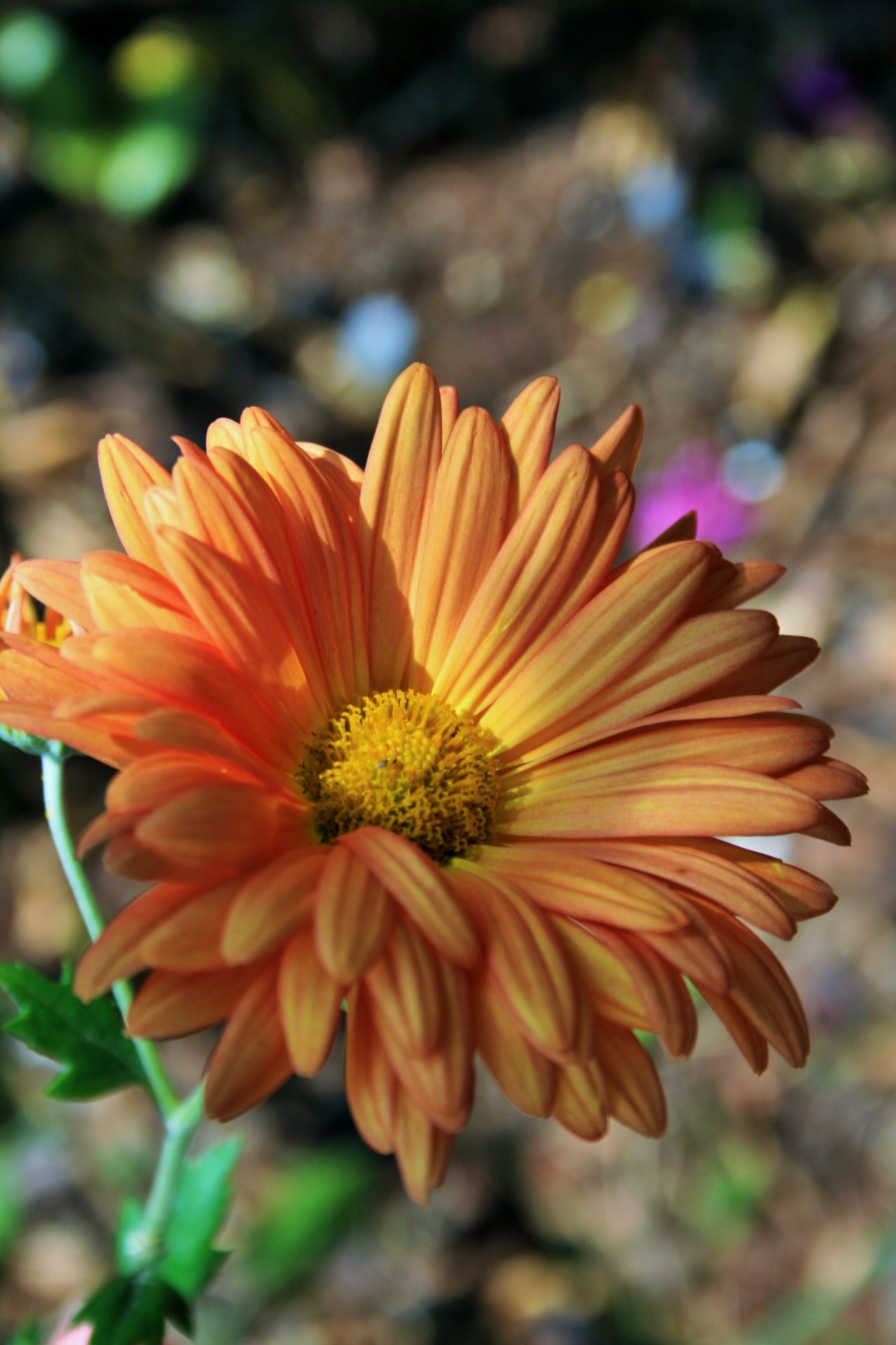 flower chrysanthemum orange free photo