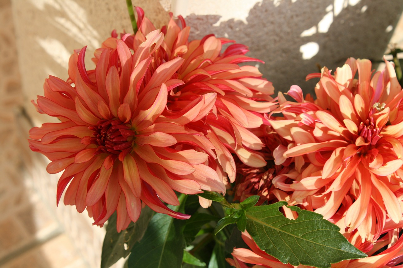 orange dahlia fire flower garden plant free photo