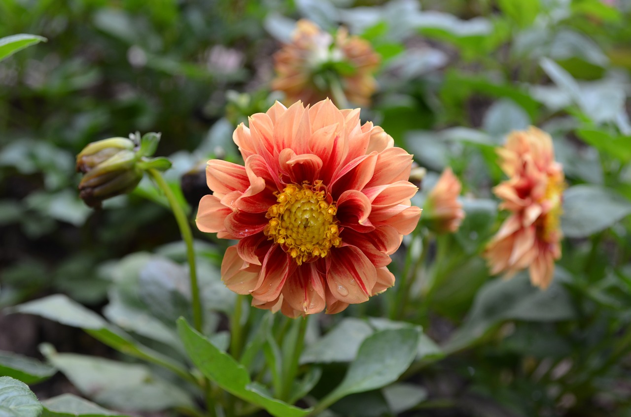 orange dahlia flower petals free photo