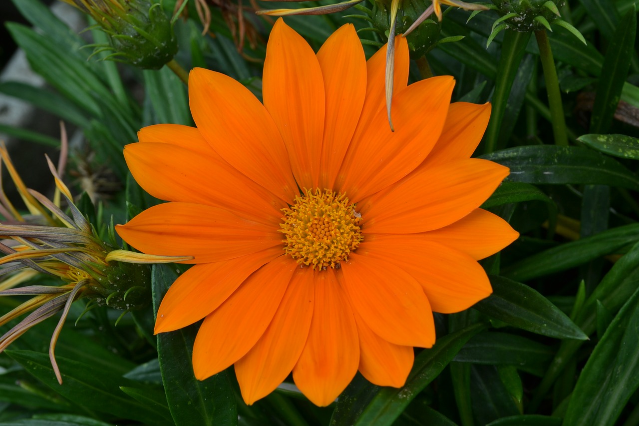 orange daisy flower margaret free photo