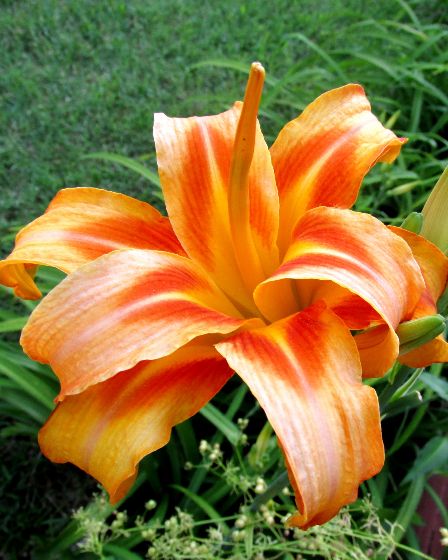 orange flower bloom free photo