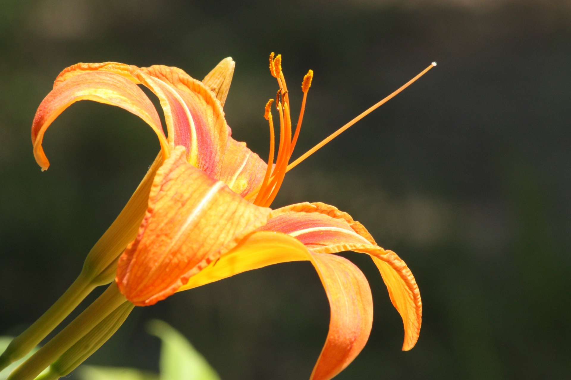 nature plants flowers free photo